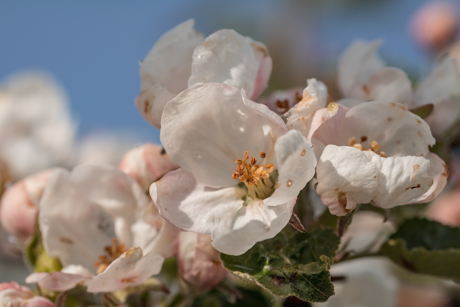Äppelblommor i närbild