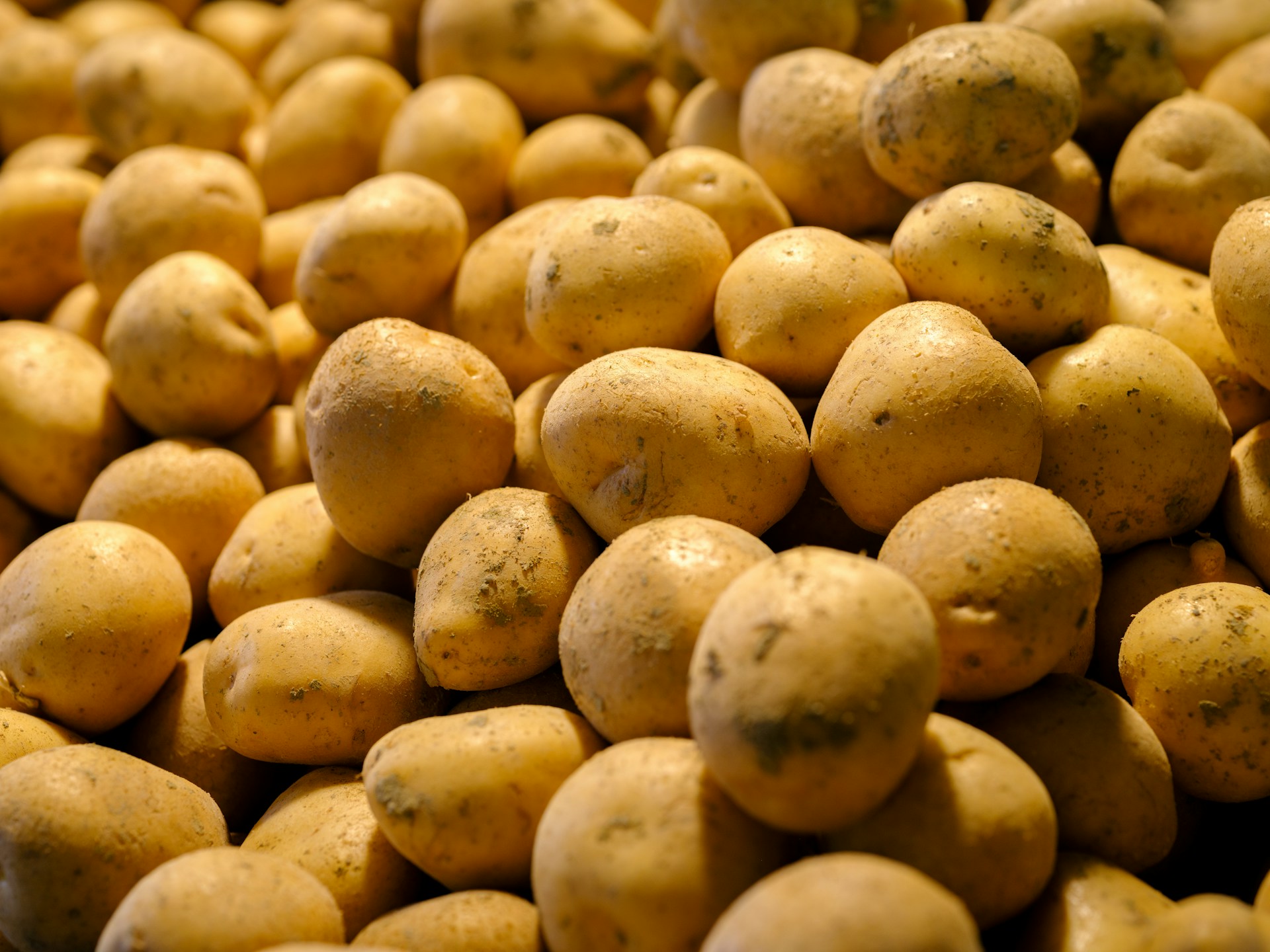 Potatis i olika storlekar.